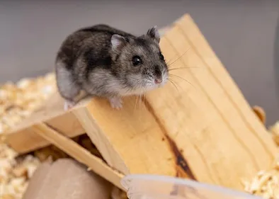 La SPA veut interdire la vente des nouveaux animaux de compagnies...