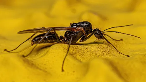 Le retour de la chaleur provoque l'éclosion de nombreuses fourmis...