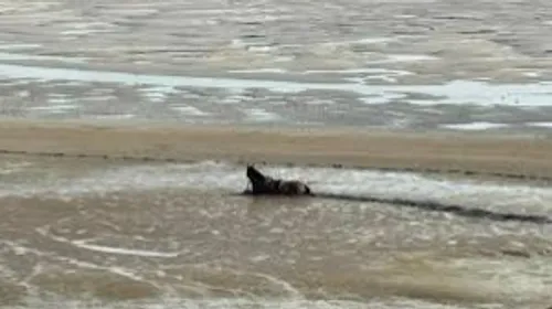 Cucq : un cheval coincé dans un fossé sauvé par les pompiers.
