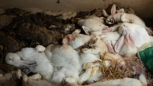 Esquelbecq et Pitgam : les éleveurs de lapins accusés de...