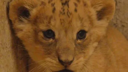 Un bébé lion vient de naître à Pairi Daiza