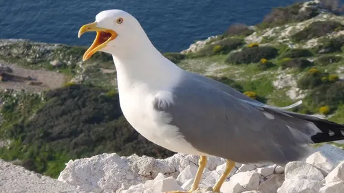 Un cas de grippe aviaire à Bray-Dunes