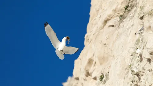 Il faut faire attention aux oiseaux au cap Blanc Nez 