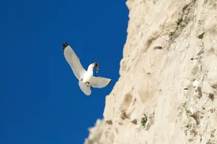 Il faut faire attention aux oiseaux au cap Blanc Nez 