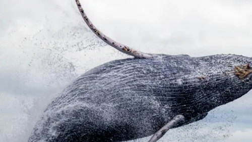 Une baleine aperçue dans le Boulonnais...