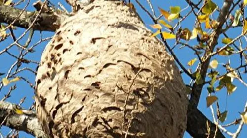 Hazebrouck : un nid de frelon asiatique présent dans un parc,...