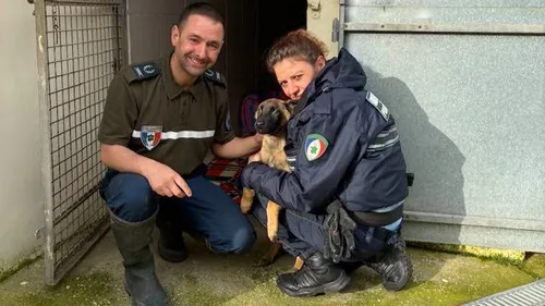 Un chiot amaigri, sauvé de justesse de la mort à Boulogne-sur-Mer 