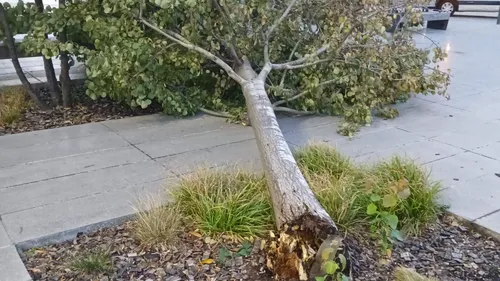 Dunkerque : 21 peupliers malades bientôt abattus et remplacés
