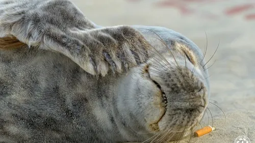 Un bébé phoque sauvé à Zuydcoote ce matin