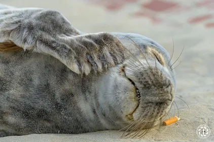 Un bébé phoque sauvé à Zuydcoote ce matin