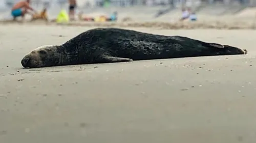Gravelines : un phoque coincé dans une bâche à la ferme aquacole