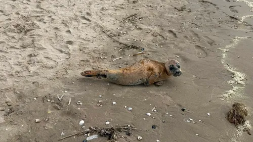 Un jeune phoque a été secouru ce week-end sur la plage de Bray-Dunes