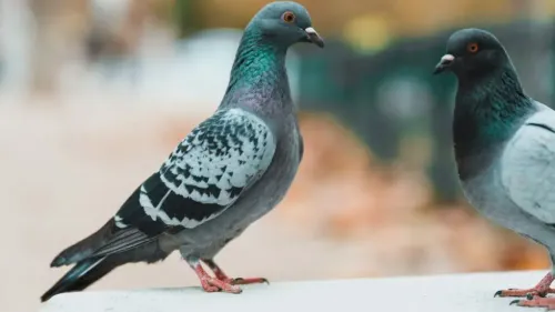 Dunkerque : l’association PAZ saisit le tribunal sur la gestion des...