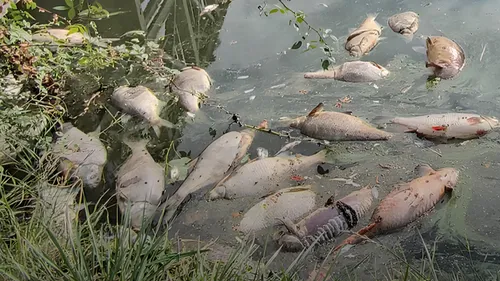 Les douves de Gravelines risquent-elles d'être vides de poissons à...