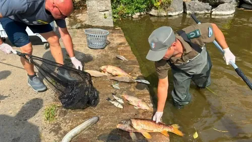 De nombreux poissons retrouvés morts à Samer