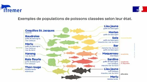 2/3 des poissons pêchés en Manche Est et Mer du Nord issus de la...
