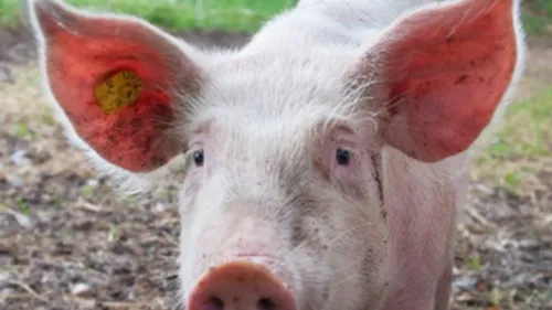 Les pompiers au secours d'un porc à Delettes