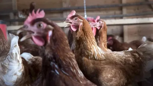 West-Cappel : un élevage de 240 000 poules est envisagé