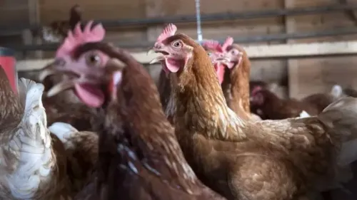Strazeele : une centaine de poules enfermées dans un camion pendant...