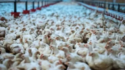 West-Cappel : un élevage de 240 000 poules est envisagé