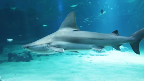 Boulogne-sur-Mer : triste nouvelle à Nausicaá après l'épisode du...