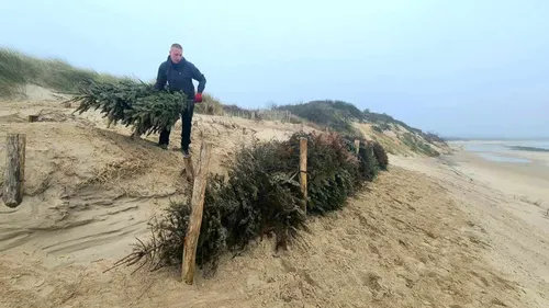 Wissant: des sapins de Noël pour lutter contre l'érosion de la dune...