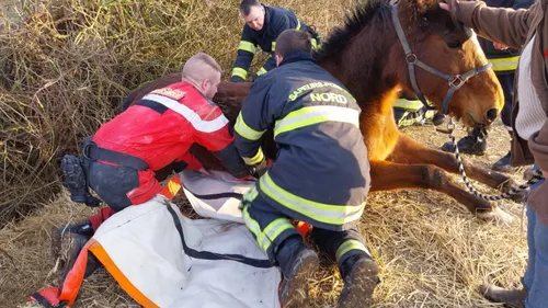 Sainte-Marie-Kerque : un cheval tombé dans le fossé, les secours...