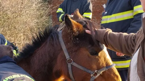 Sainte-Marie-Kerque : un cheval s'échappe de sa pâture, il tombe...