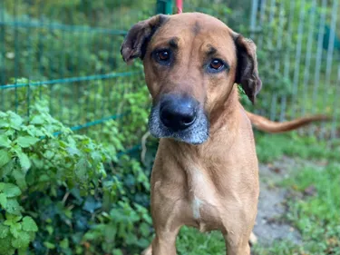 La SPA de Saint-Omer contrainte d'évacuer ses animaux face aux...