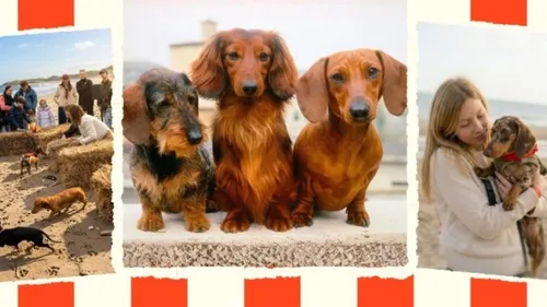 Les "saucisses sur pattes" les plus mignonnes du Monde, les...