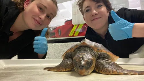 Une tortue sauvée à Le Portel