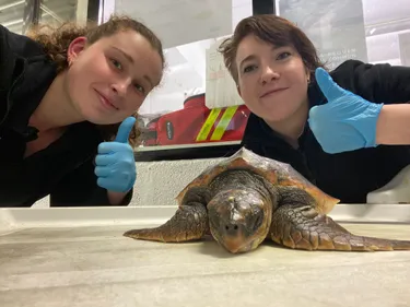 Une tortue sauvée à Le Portel