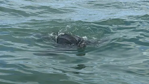 Les incroyables images d'une tortue, aperçue par les bénévoles de...