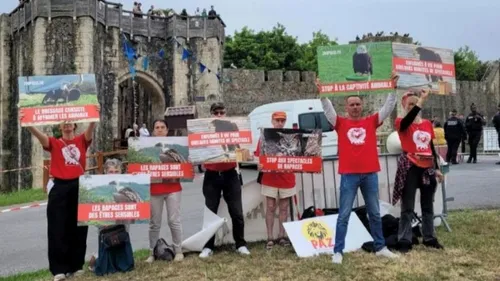 Watten : PAZ veut voir disparaître les rapaces à la fête médiévale,...