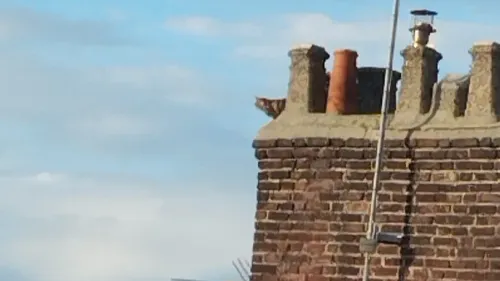 Calais : un chat bloqué sur une cheminée pendant quatre jours