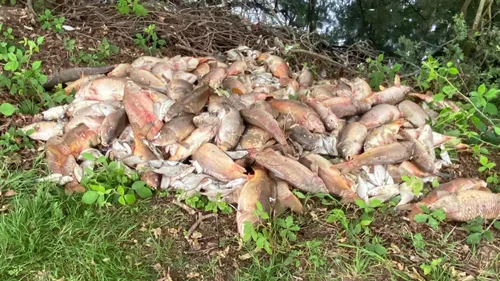 Helfaut : des centaines de poissons morts à cause d’un manque...