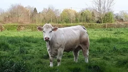 Des vaches ont disparu à Volckerinckhove