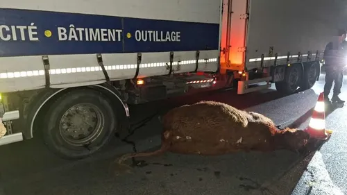 Une vache percutée sur l'A16 entre Calais et Boulogne
