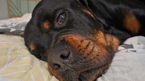 Saint-Omer : un appel aux dons pour sauver Volf, abandonné par son...