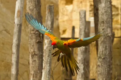 Doué-la-Fontaine. Le Bioparc récupère des aras issus du trafic...