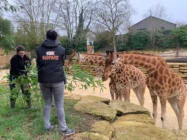 Doué-la-Fontaine. Protection des girafes, nouvelle extension... Les...