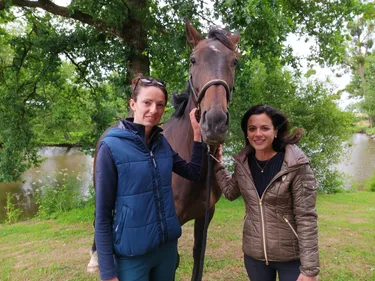 Le Bourg-d'Iré. A l'écurie d'Apolline, les anciens chevaux de...