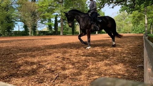 Lion d'Angers. Une carrière 100 % bois à l'Isle Briand, « la...