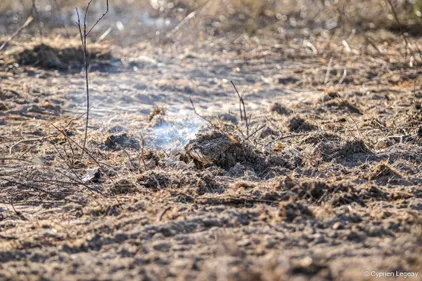 Chaleur : plusieurs feux de végétation en Mayenne ce mardi, la...