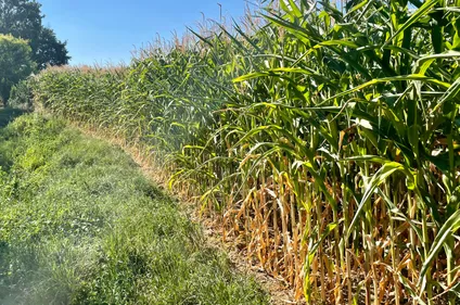 Sécheresse : malgré des cultures en souffrance, les agriculteurs...