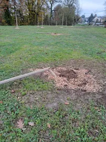 Les Hauts-d'Anjou : des vols d’arbres sur la commune de Champigné