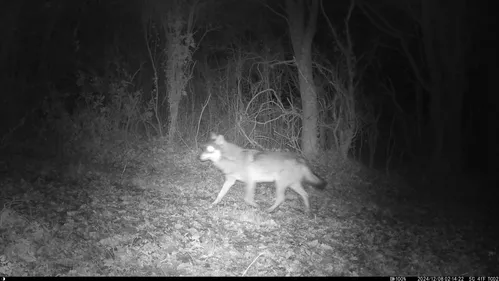 Maine-et-Loire. La présence du loup officialisée par les autorités