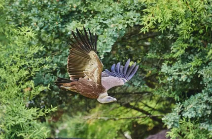 Appel à témoins. Où est passé Luidgi, le vautour fauve du zoo de la...
