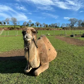 Champéon. Un dromadaire meurt dans des circonstances dramatiques,...