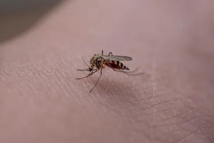 Trélazé. Une opération de traitement contre la dengue, après la...